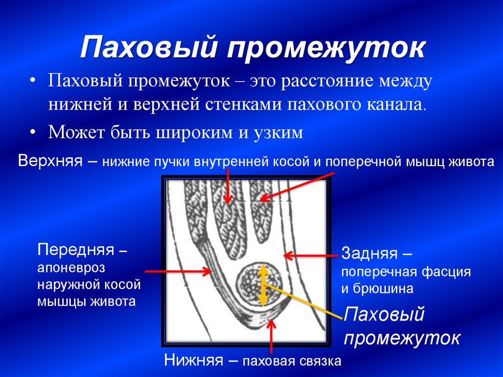 Схема топографии пахового канала