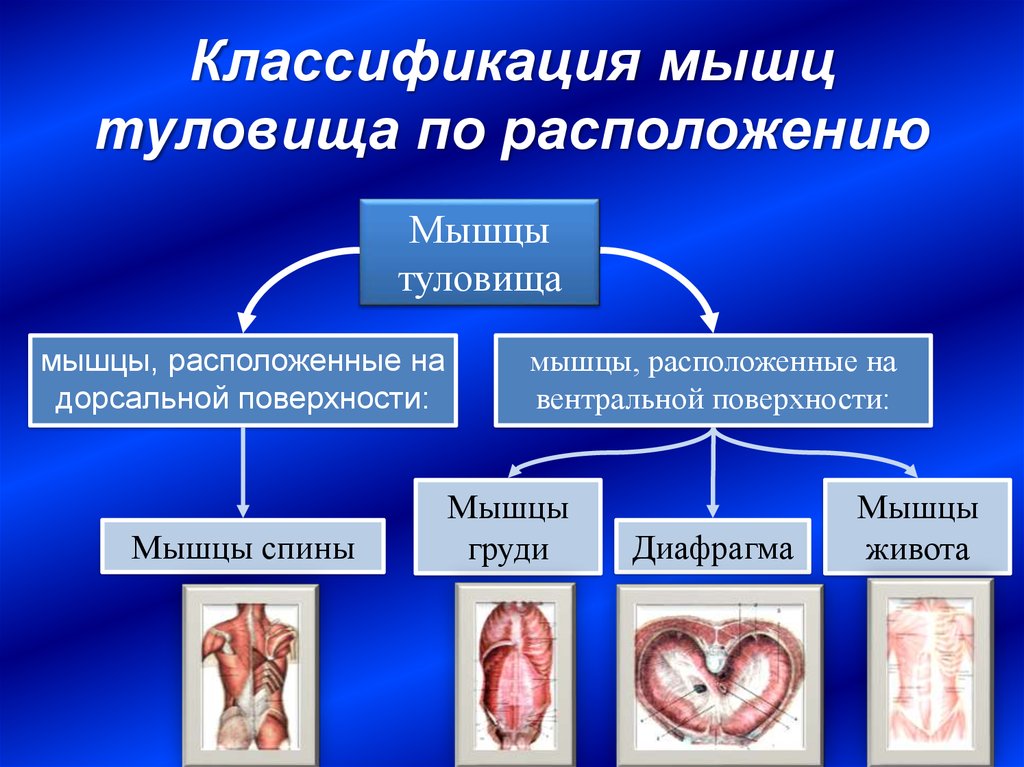 Классификация мышц. Классификация мышц туловища. Классификация мышц по расположению. Классификация мышц туловища по расположению. Классификация мышц. Мышцы туловища.