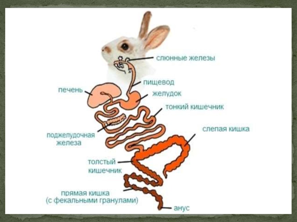 На схеме пищеварительной системы кролика слепая кишка обозначена цифрой