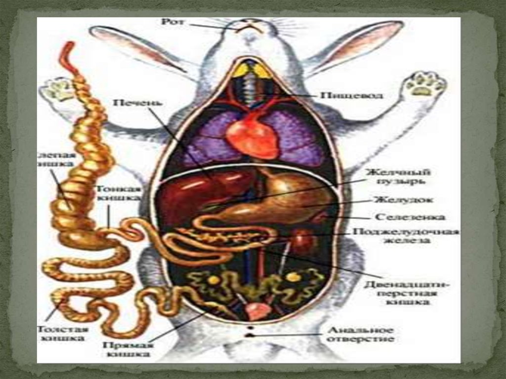 Схема строения пищеварительной системы кролика
