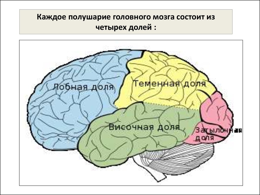 В каждом полушарии долей. Полушария головного мозга. Доли коры головного мозга. Доли больших полушарий мозга.