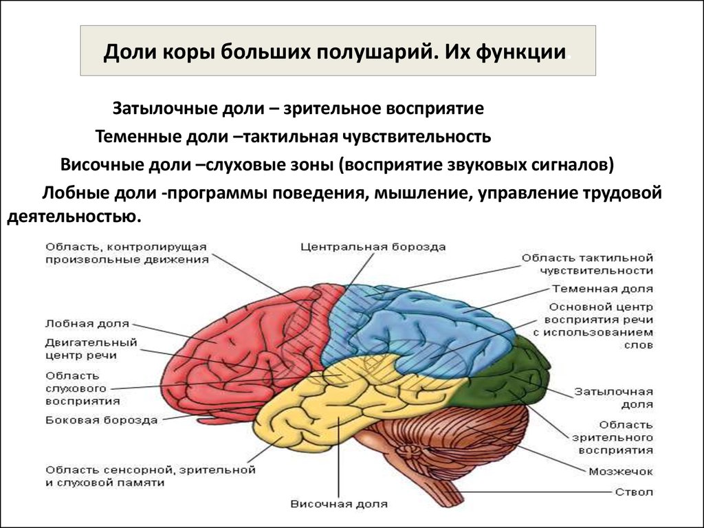 Наличие коры головного мозга. Строение лобной доли головного мозга. Центры коры затылочной доли.