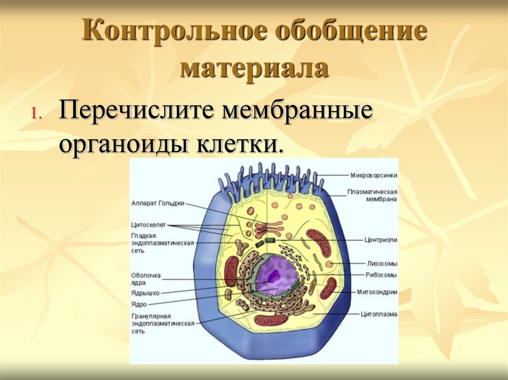 Презентация строение клетки 10 класс биология профильный уровень