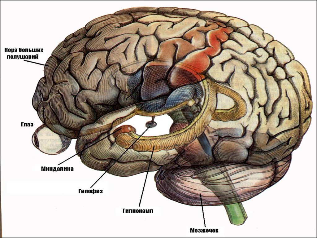Где находится внимание. Отдел памяти в мозге. Память структуры мозга.
