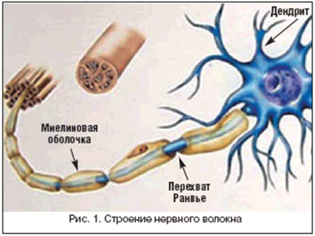 Миелиновая оболочка функции. Функция миелиновой оболочки аксона. Шванновские клетки и миелиновая оболочка. Миелиновая оболочка нейрона. Поврежденные миелиновые оболочки нервных волокон.