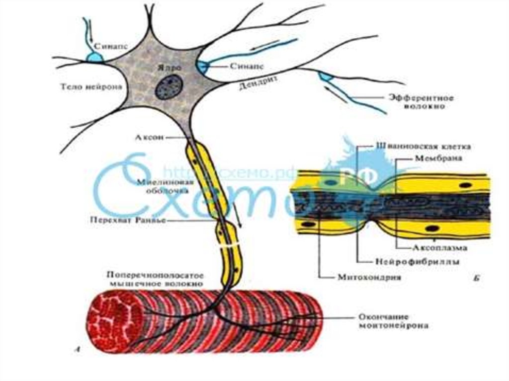 Миелиновая оболочка покрывает тело нейрона