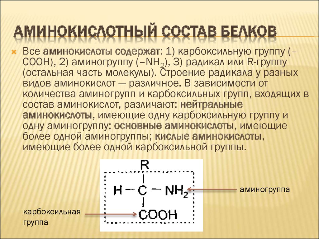 Источник аминокислот. Аминокислоты входящие в состав белков их строение и свойства. Белок источник аминокислот. Строение аминокислот и структура. Строение белка аминогруппа радикал карбоксильная.