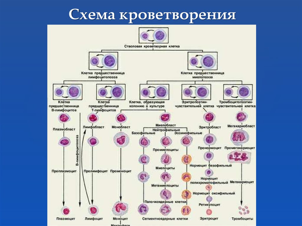 Схема образования тромбоцитов