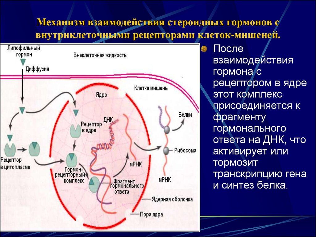 Схема внутриклеточной рецепции гормонов для которых характерен внутриклеточный тип рецепции