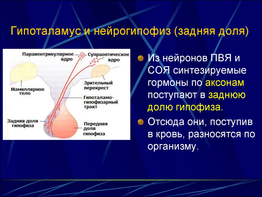 Нейрогипофиз. Нейрогипофиз это задняя доля гипофиза. Гипоталамус доли аденогипофиз нейрогипофиз. Строение и функции нейрогипофиза. Супраоптическое и паравентрикулярное ядро гипоталамуса.