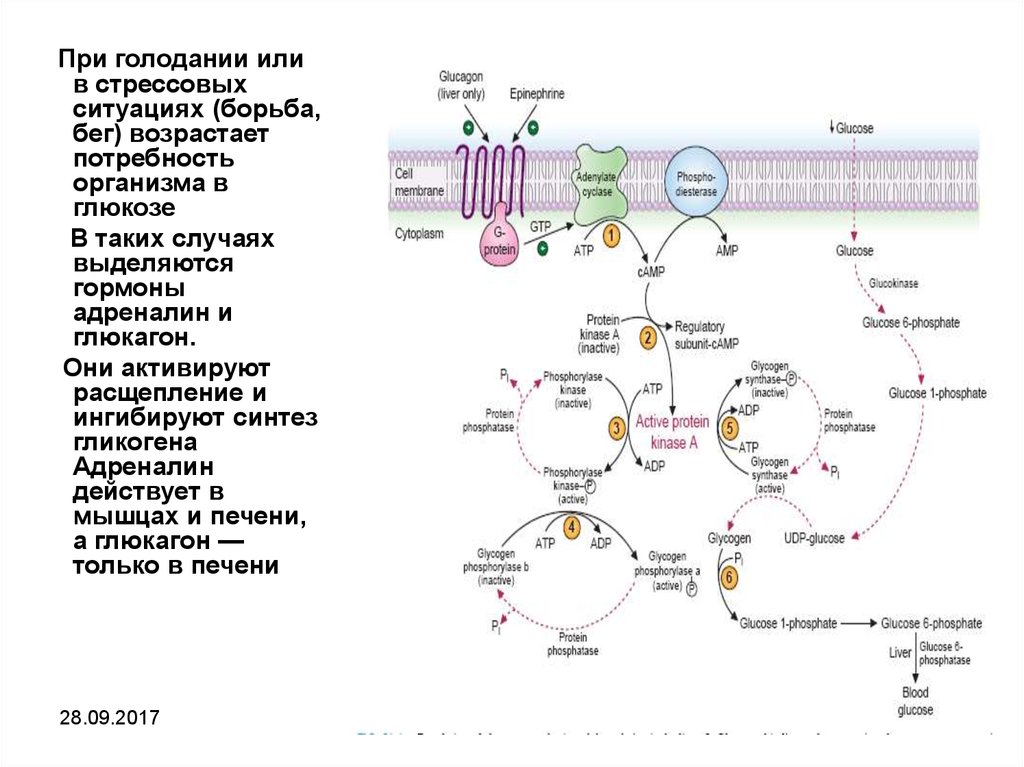 Адреналин углеводы