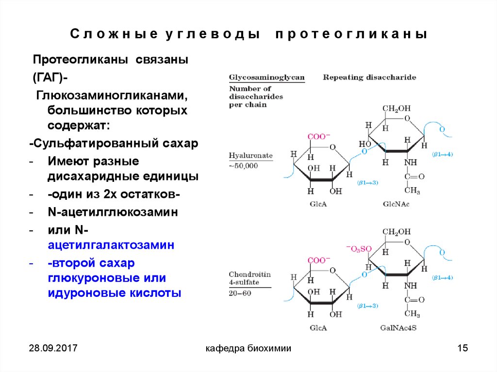 Синтез протеогликанов схема