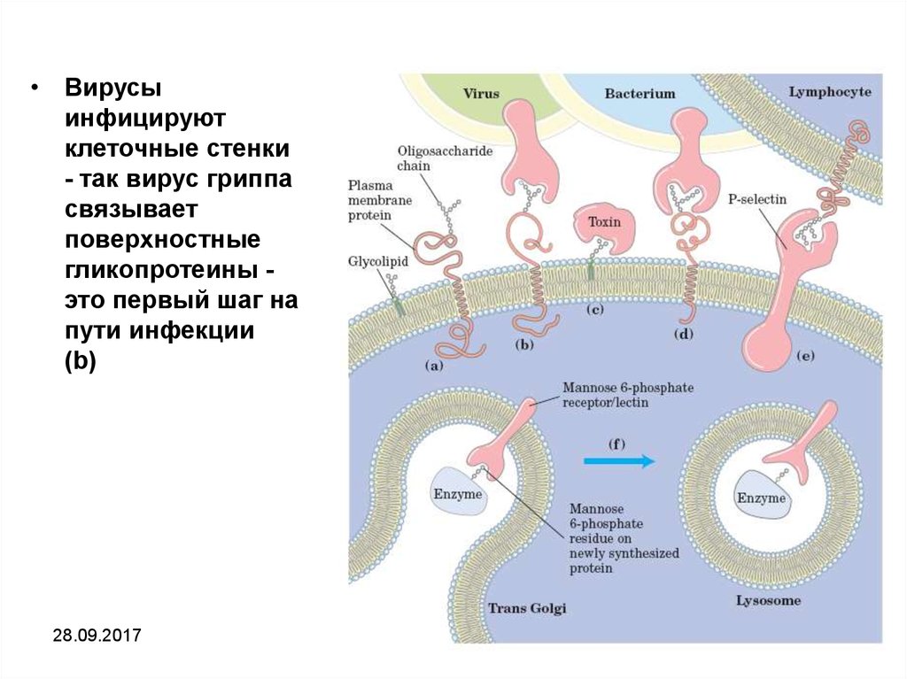 Белки вирусов. Белок м2 вируса гриппа. Поверхностные белки вируса гриппа. Гликопротеины вирусов. М2 белок вируса гриппа функция.