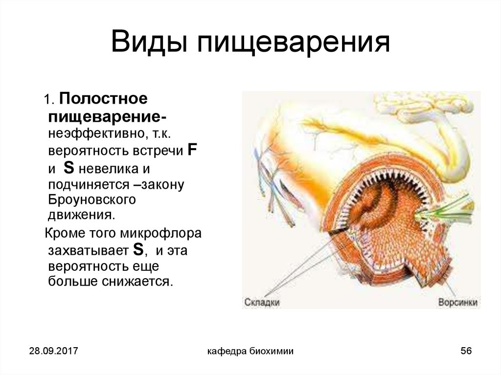 Пристеночное пищеварение картинки