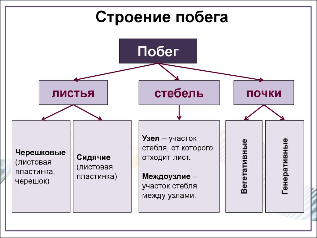 Участок стебля между узлами. Побег и почки таблица. Побег и почка строение и функции 6 класс. Побег лист стебель почка таблица. Строение и функцию побега таблицыа.