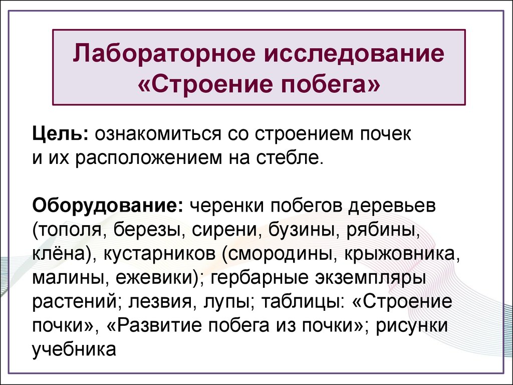 Строение почек расположение почек на стебле лабораторная. Лабораторная работа почка. Лабораторная работа строение почек. Лабораторная работа строение почки вывод. Цель строение почек . Расположение почек на стебле.