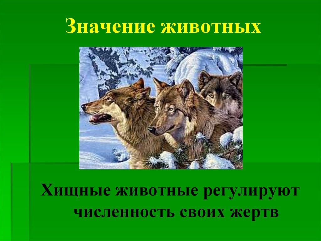 Презентация значение животных в искусстве и научно технических открытиях