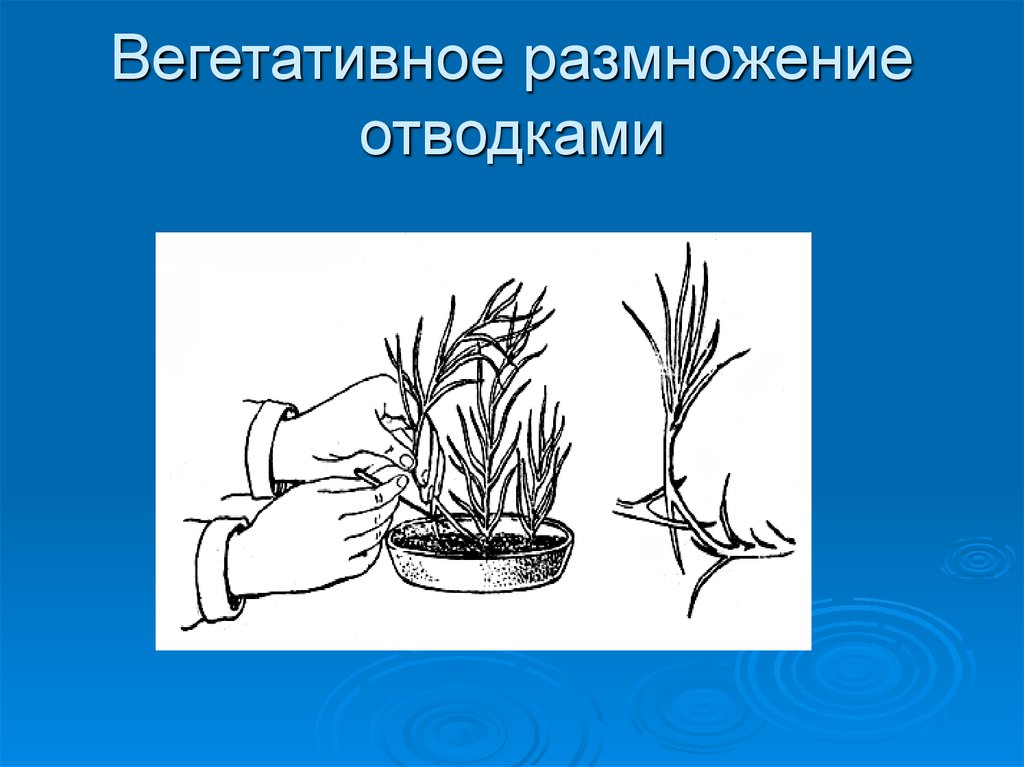 Установи как называют способ вегетативного размножения растений изображенный на рисунке