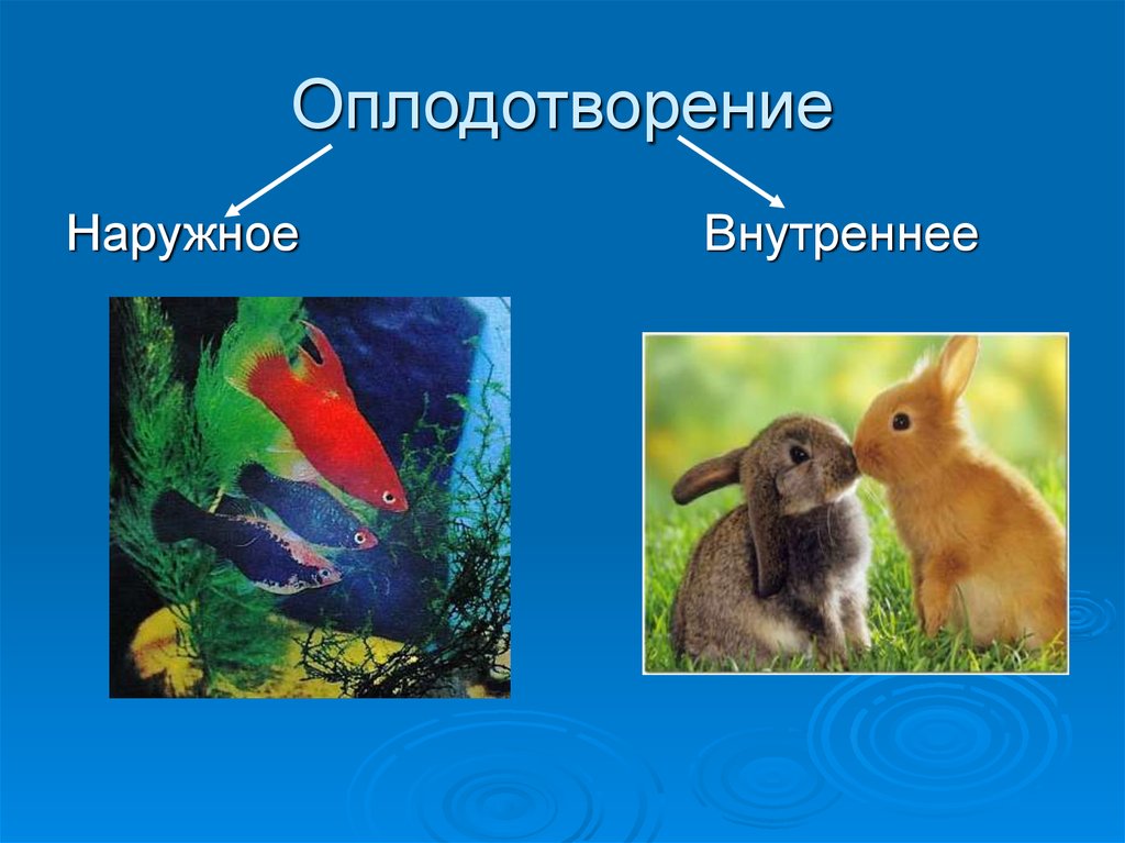 Признаки внутреннего оплодотворения. Наружное и внутреннее оплодотворение. Внешнее и внутреннее оплодотворение. Внешнее и внутреннее оплодотворение у животных. Нарудное и внутреннееопладотворение.