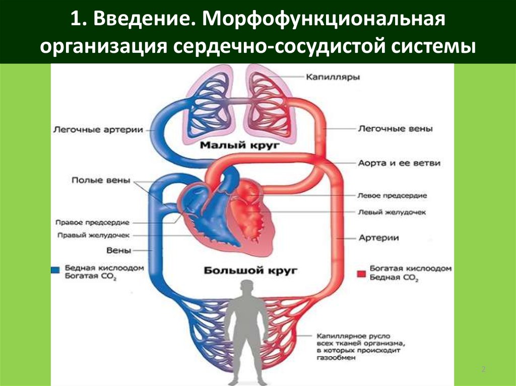 Что входит в кровообращения. Схема физиология сердечно сосудистой системы. Кровеносная система человека схема сердце. Схема кругов кровообращения физиология. Артерии кругов кровообращения схема.