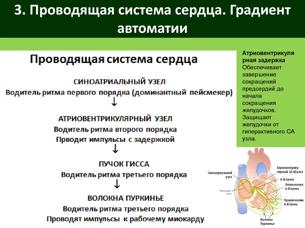 Механизм автоматии сердца презентация