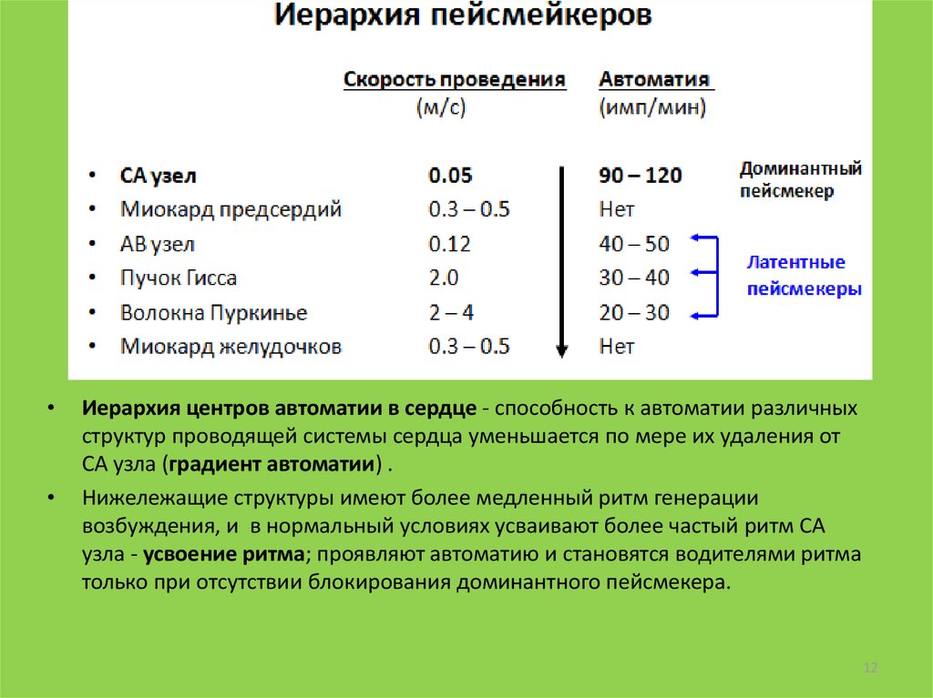 C скорость выполнения. Скорость проведения возбуждения в сердце. Какая существует иерархия центров автоматии миокарда?. Скорость проведения возбуждения по проводящей системе сердца. Скорость проведения возбуждения в миокарде.