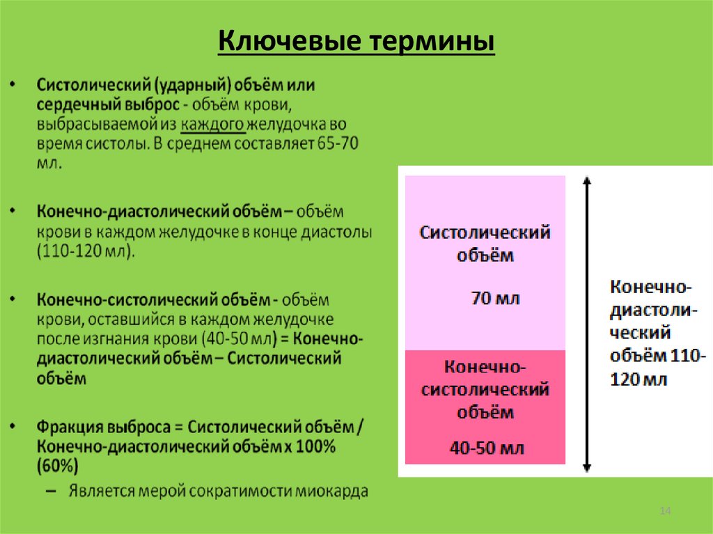 Термин 14. Термином «Ключевая» клетка обозначается:. Ударный объем левого желудочка составляет в среднем. Фракция выброса и ударный объем. Систола и диастола.