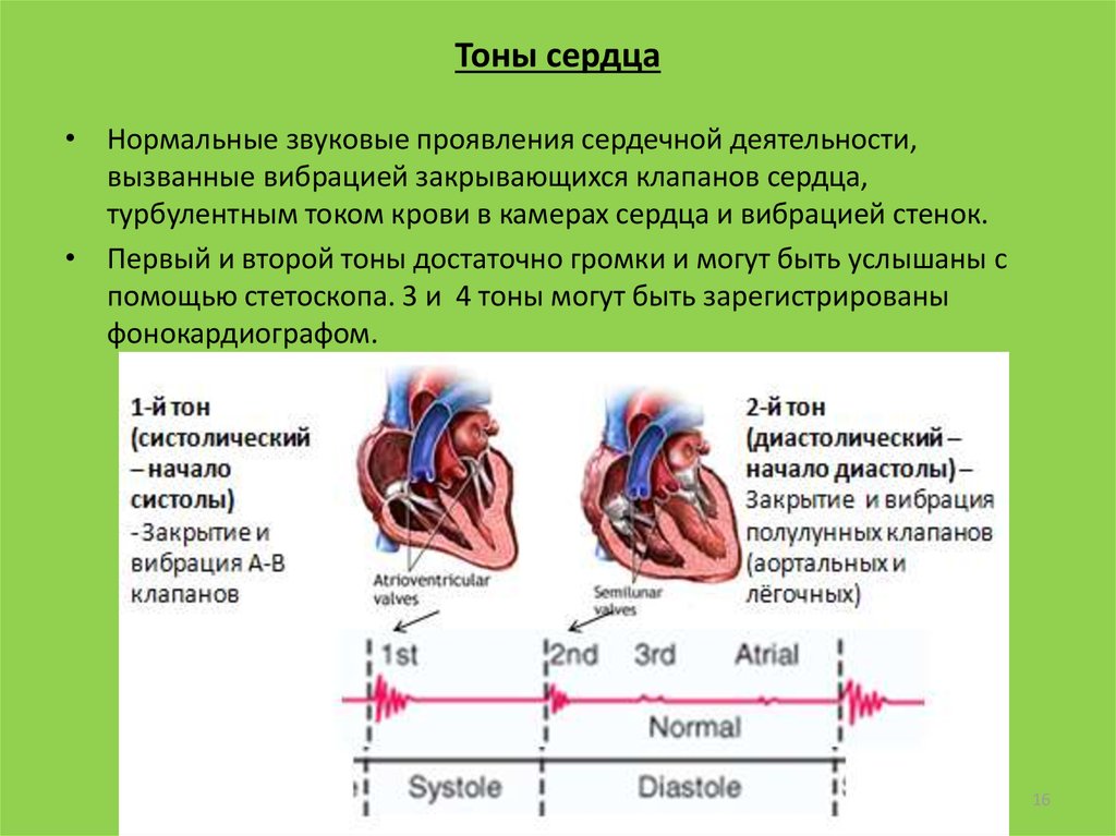 Как изменяется сердечный цикл во время физической. Механические и звуковые проявления сердечной деятельности. Звуковые проявления сердечной деятельности тоны сердца,. Фазы сердечного цикла физиология клапаны. Фазы сердечной деятельности тоны сердца.