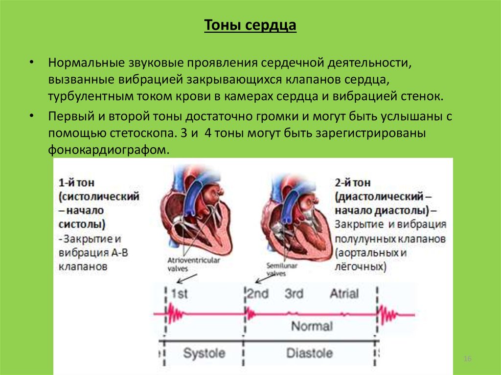 Сердечная деятельность. Механические и звуковые проявления сердечной деятельности. Звуковые проявления деятельности сердца физиология. Звуковые проявления сердечной деятельности: тоны сердца. 1 И 2 тон систола диастола.