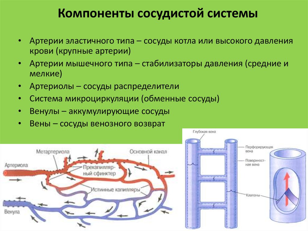 Среднее давление сосудов. Обменные сосуды физиология. Капилляры обменные сосуды. Сосуды обменного типа. Тип сосудов сосуды давление.