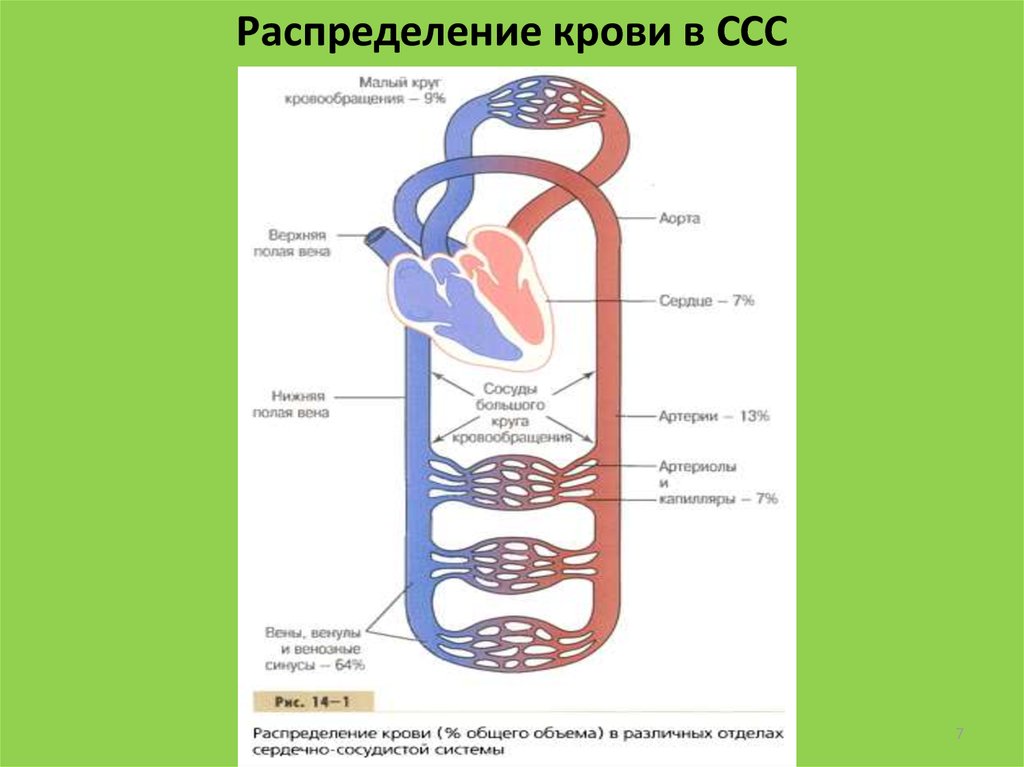 Физиология сердечно сосудистой системы презентация