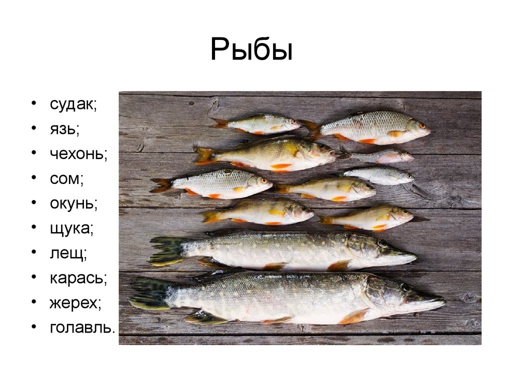 Виды оби. Виды рыб. Рыбы реки Обь. Рыбы Волгоградской области. Рыба обитающая в Оби.