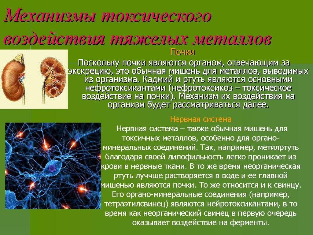 Токсичный организм. Токсическое действие на почки. Токсическое действие тяжелых металлов. Механизм действия тяжелых металлов. Механизм воздействия тяжёлых металлов на организм человека.