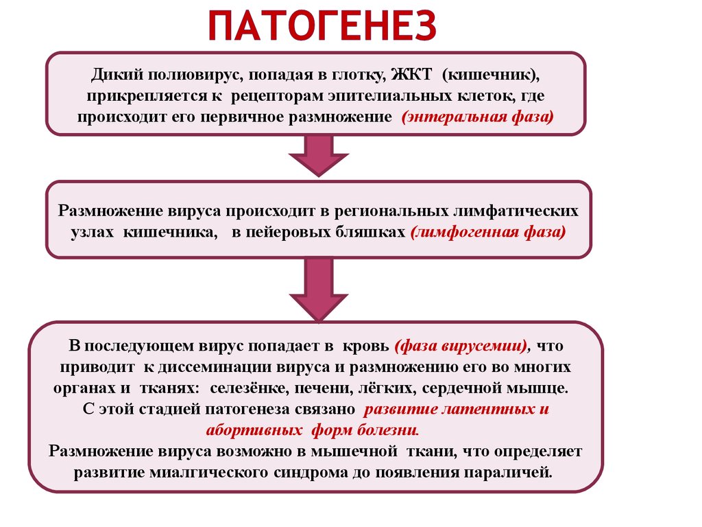 Патогенез полиомиелита схема