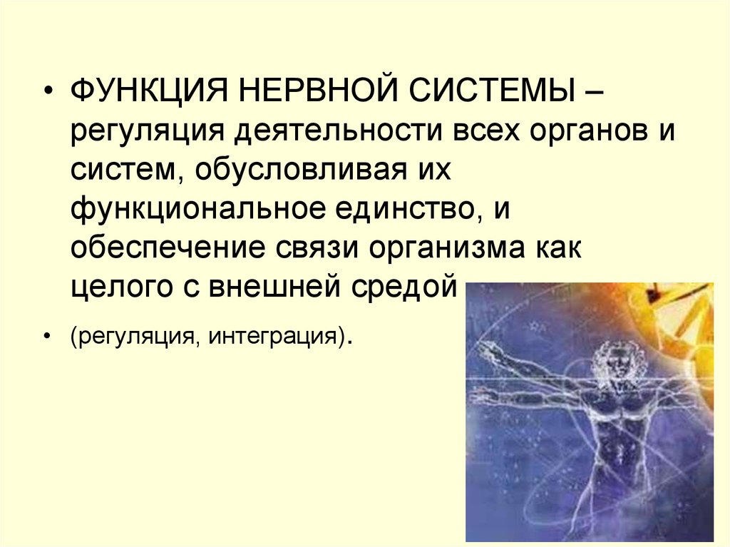 Единство функции и действия. Функции нервной системы презентация. Регуляторная функция нервной системы. Функции нерва. Функсиянервная система.