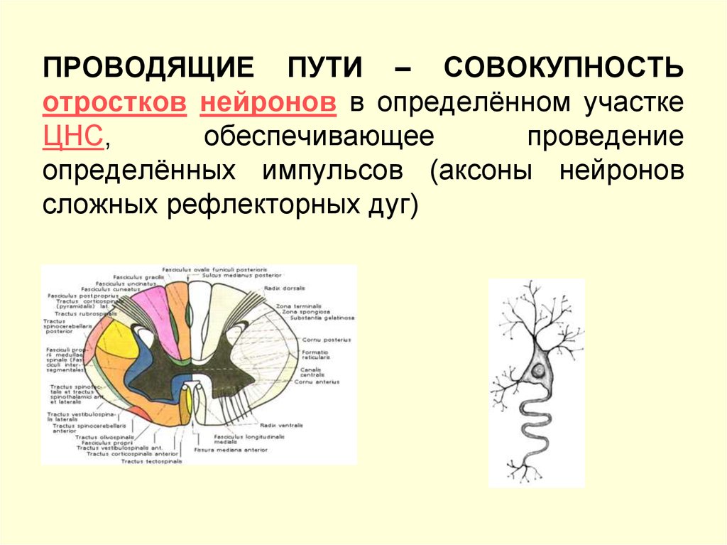 Обои аксон кострома