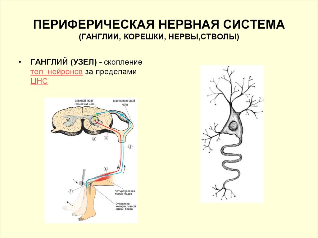 Нервный узел где. Нервные узлы и нервные ганглии. Строение нервов и нервных узлов. Периферическая нервная система. Периферическая нервна ясисоема.