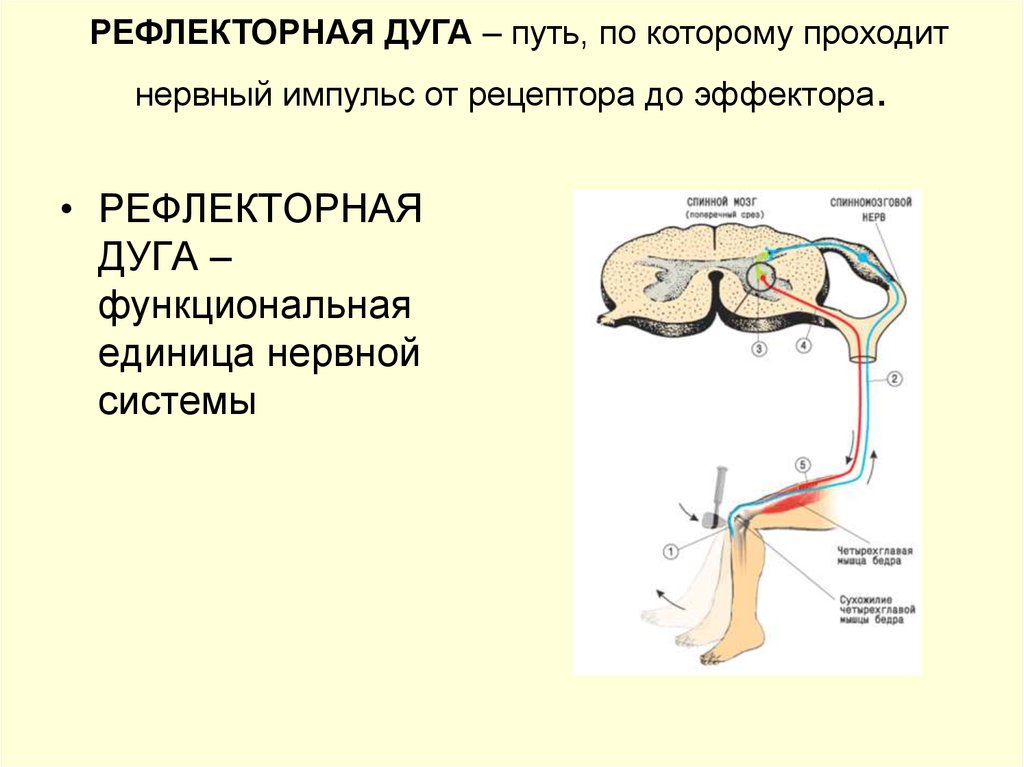 Последовательность нервного импульса. Структура рефлекторной дуги таблица. Звенья рефлекторной дуги по порядку. Звенья рефлекторной дуги таблица. Путь рефлекторной дуги.