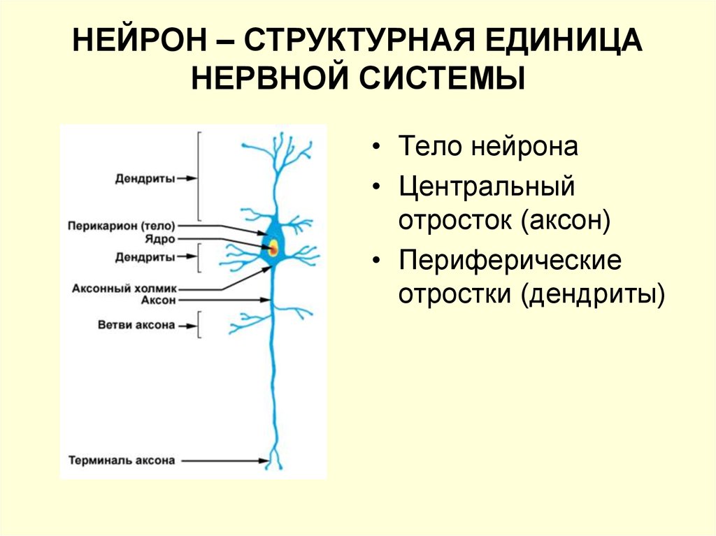 Нервные узлы и нейрон. Нервная система строение нейрона. Нейрон Аксон дендрит. Нервная система Нейрон Аксон дендрит. Структурно-функциональной единицы нервной системы (нейрона).
