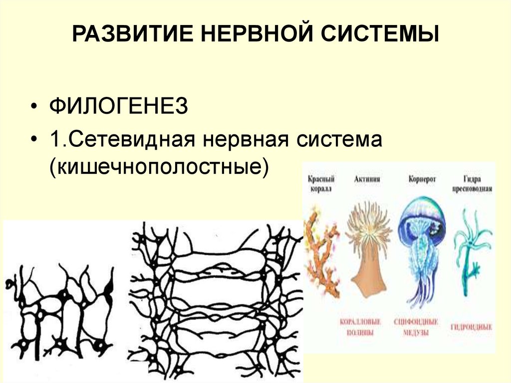 Представители диффузной нервной системы