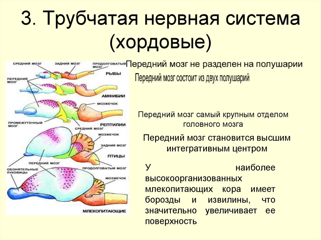 Эволюция головного мозга рыб. Развитие отделов головного мозга у хордовых. Функции отделов головного мозга позвоночных животных. Особенности нервной системы хордовых. Нервная система хордовых таблица отделы головного мозга-.