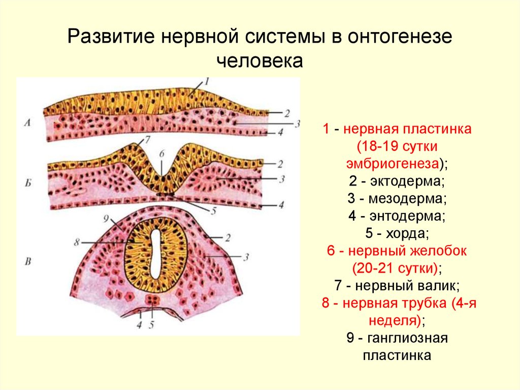 Спинной мозг из эктодермы. Формирование нервной трубки в онтогенезе. Эволюция нервной системы этапы развития нервной системы. Стадии эмбрионального развития нервной системы человека. Ранние стадии развития нервной системы человека.