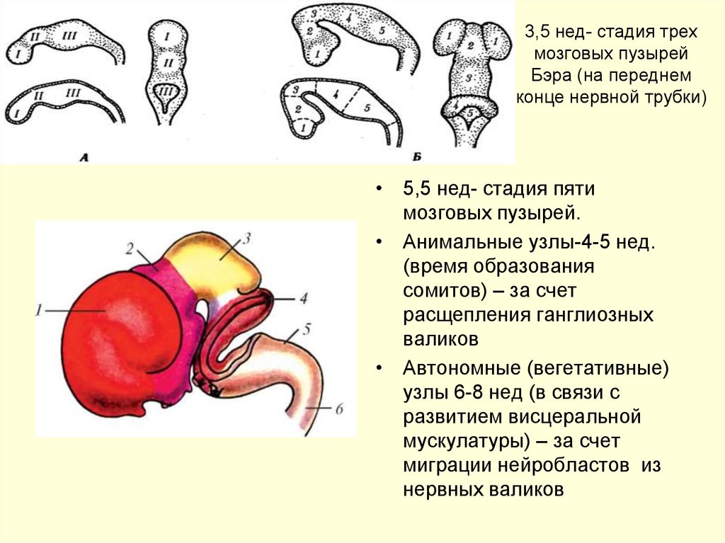 Стадия пяти мозговых пузырей. Эмбриогенез нервной системы стадия 3 пузырей. Стадии формирования мозговых пузырей. 5 Мозговых пузырей эмбриона человека.