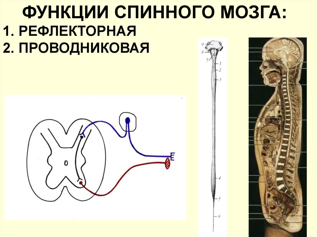 Функциональная анатомия. Спинной мозг анатомия. Рефлекторная и проводниковая функции спинного мозга. Резонатор это анатомия.