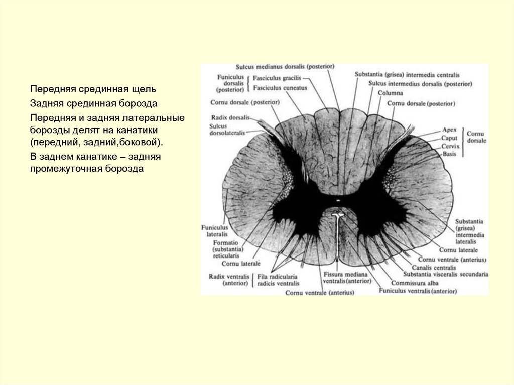 Канатики мозга. Передний канатик спинного мозга funiculus anterior. Передняя срединная щель спинного мозга. Задняя промежуточная борозда спинного мозга. Переднелатеральная борозда спинного мозга.