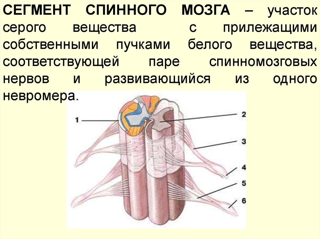 Сегмент спинного мозга это. Строение сегмента спинного мозга. Сегмент спинного мозга рисунок. Собственные пучки белого вещества спинного мозга. Сегмент спинного мозга это участок.