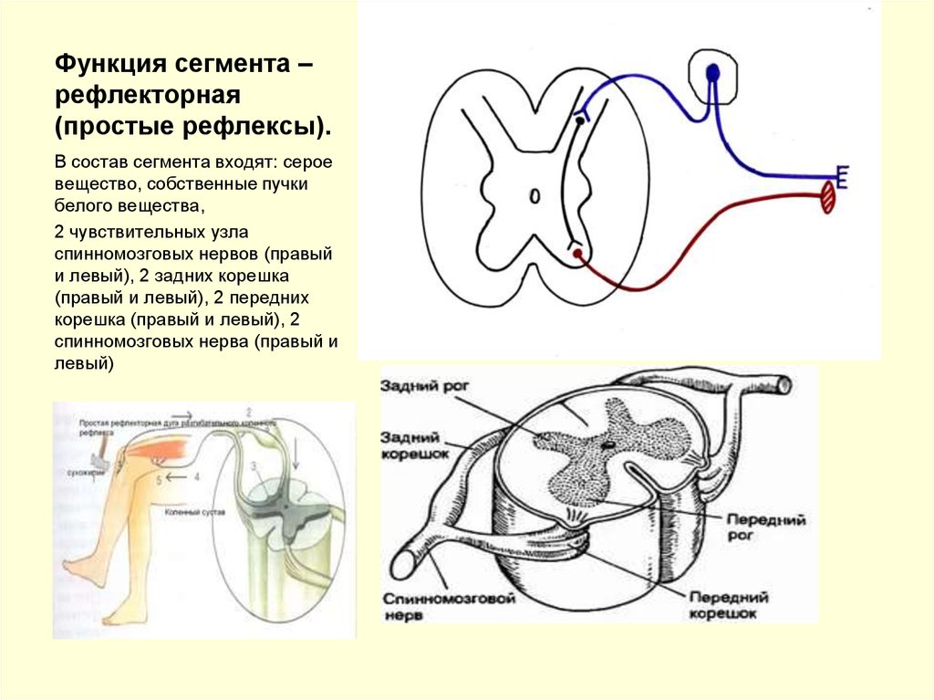 Спинномозговой нерв рефлекторная дуга. Сегментарная рефлекторная дуга. Рефлекторная дуга сегменты. Рефлекторная функция серого вещества. Сегментарные трофические рефлексы.