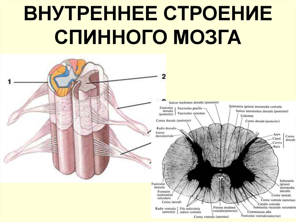 Структуры спинного мозга. Строение спинного мозга внутри. Характеристики спинного мозга ЕГЭ. Внутреннее строение спинного мозга анатомия схема. Строение спинного мозга 14,7.