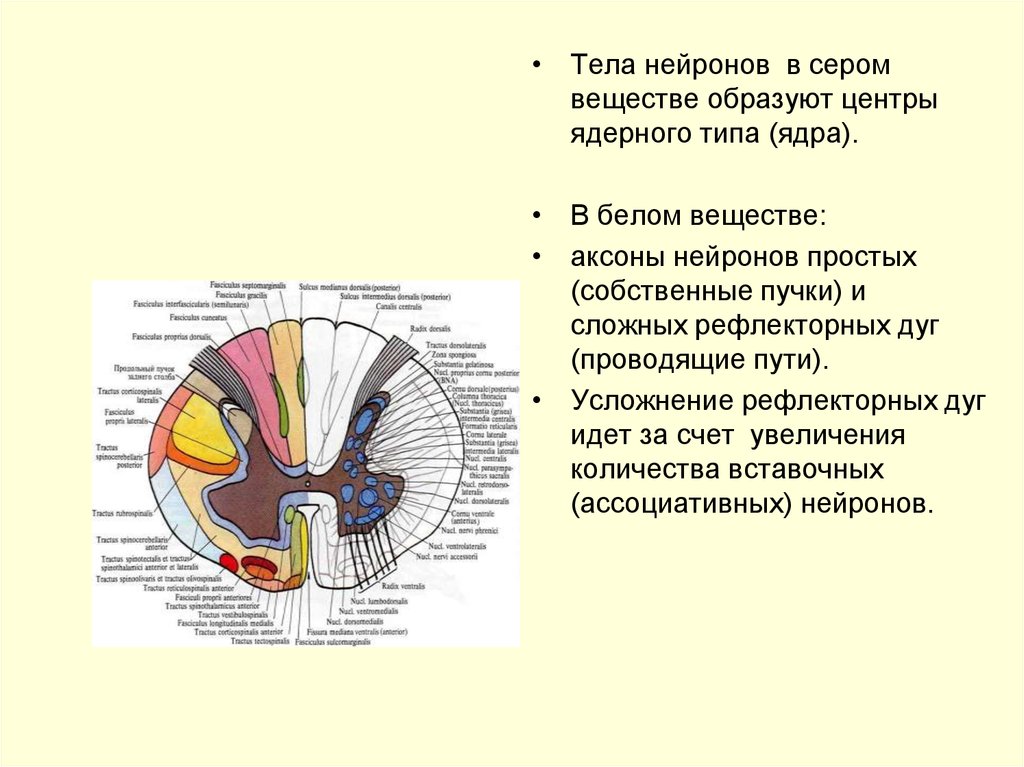 Проводящая дуга