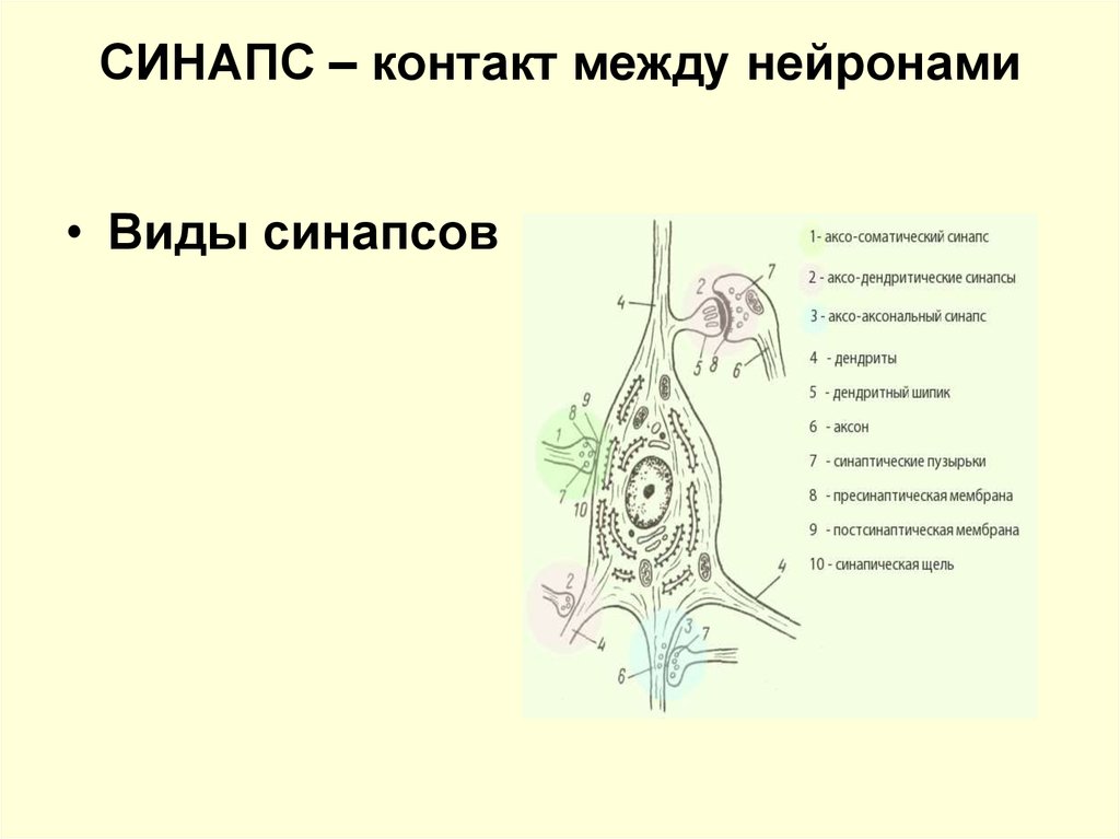 Синапс между нейронами